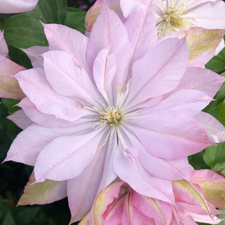Clematis 'Violet Elizabeth'