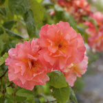 Westerland