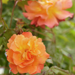 Westerland