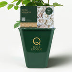 Majolica White