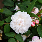 White Jacques Cartier