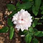White Jacques Cartier