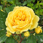 Yellow Meilove