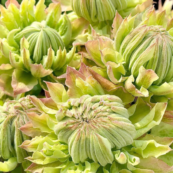Clematis 'Midori'