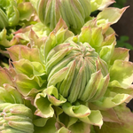 Clematis 'Midori'