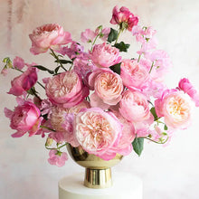 David Austin Constance (12 pieces)