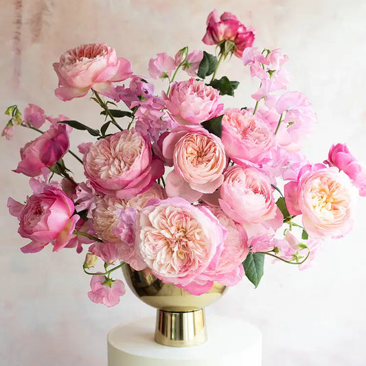 David Austin Constance (12 pieces)