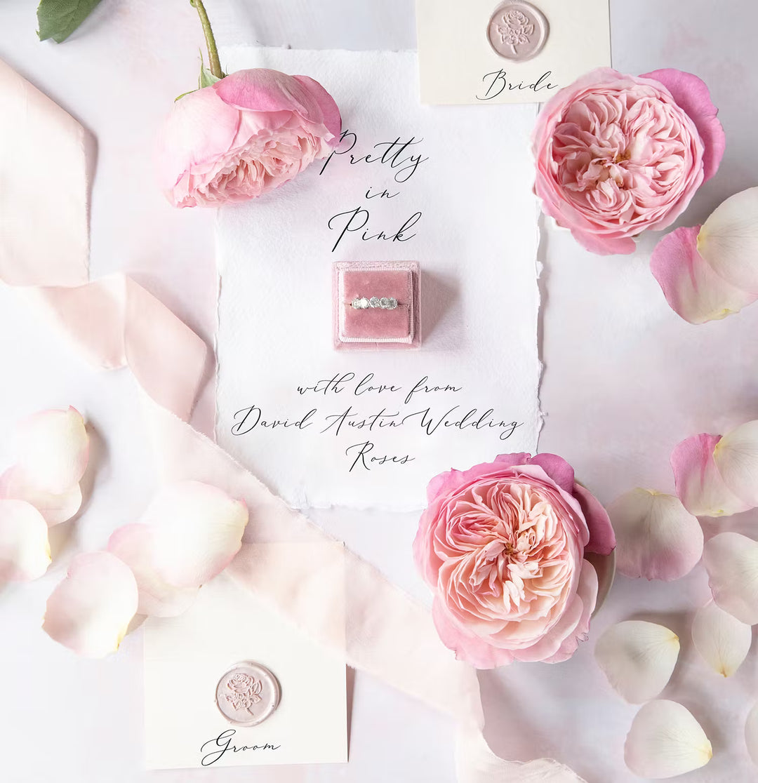 David Austin Constance (12 pieces)