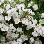 Rambling Rector