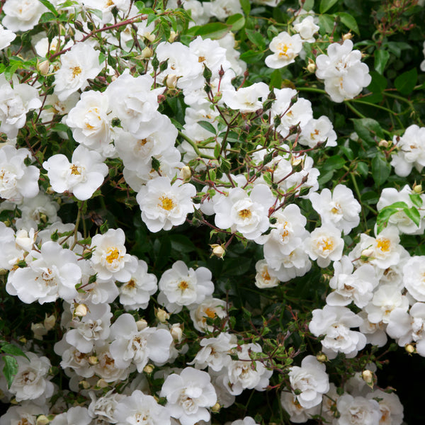 Rambling Rector