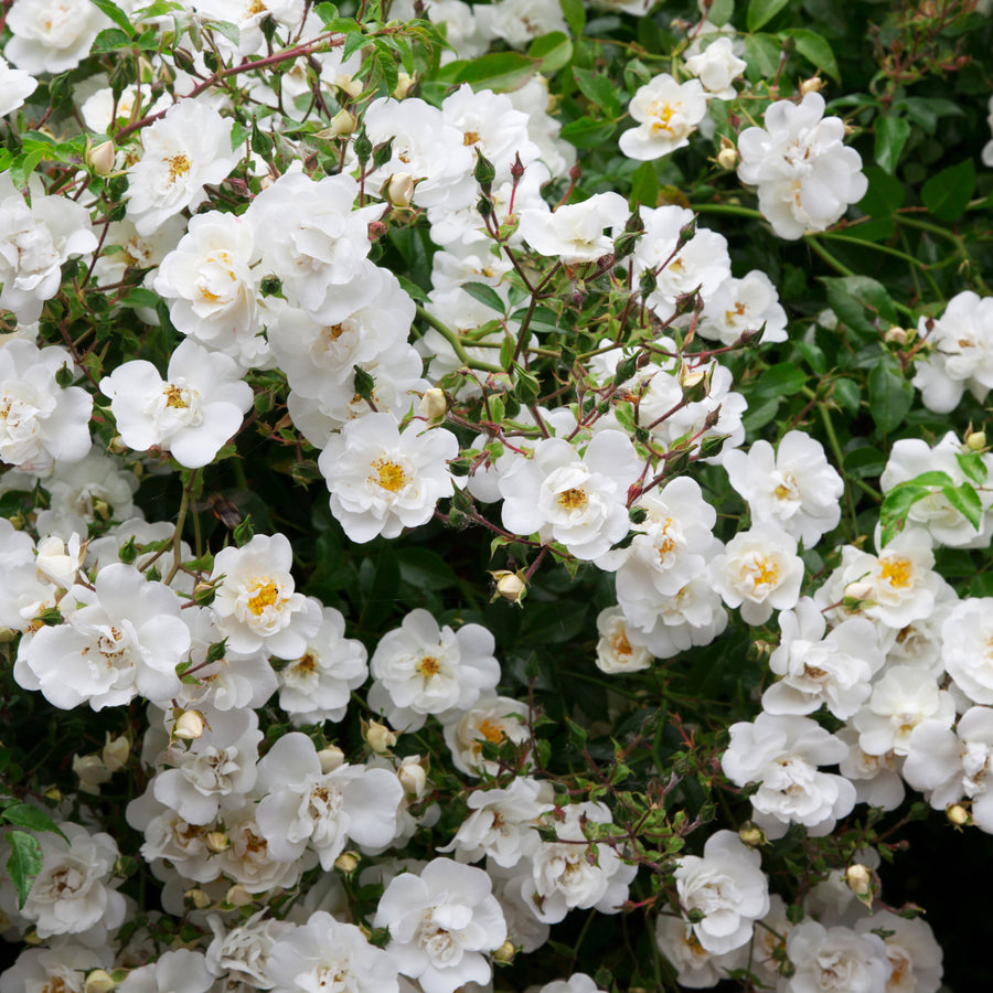 Rambling Rector