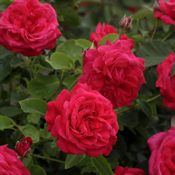 Dame de Coeur