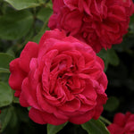 Dame de Coeur