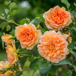 Dame Judi Dench (Ausquaker)