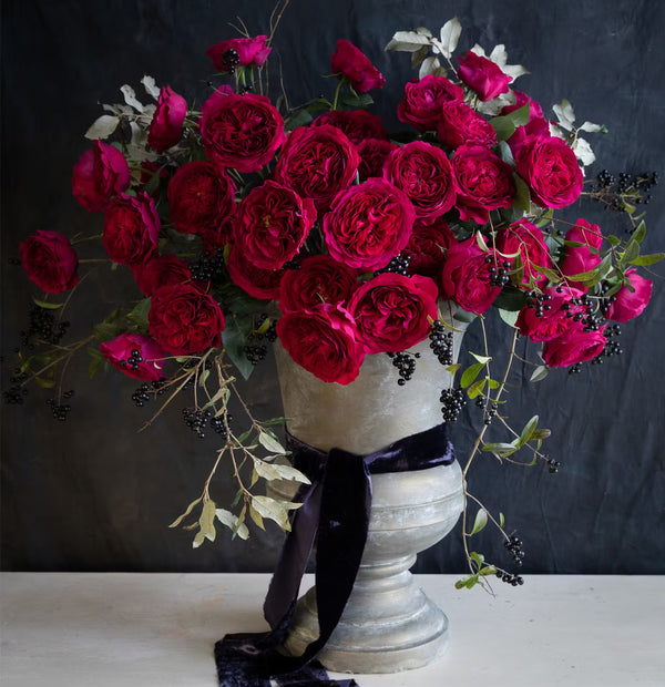 David Austin Darcey (12 pieces)