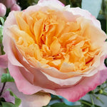 David Austin Edith (12 pieces)