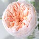 David Austin Juliet