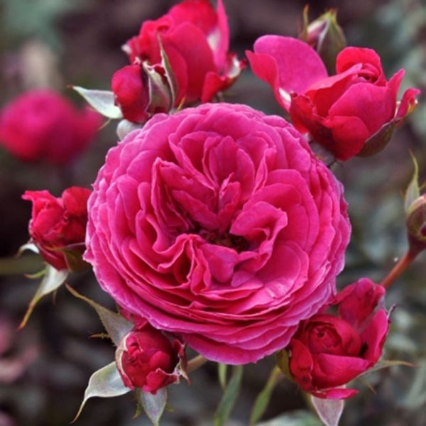 Edible rose - Dolce