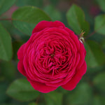 Eetbare roos - Andre Rieu - Belle Epoque