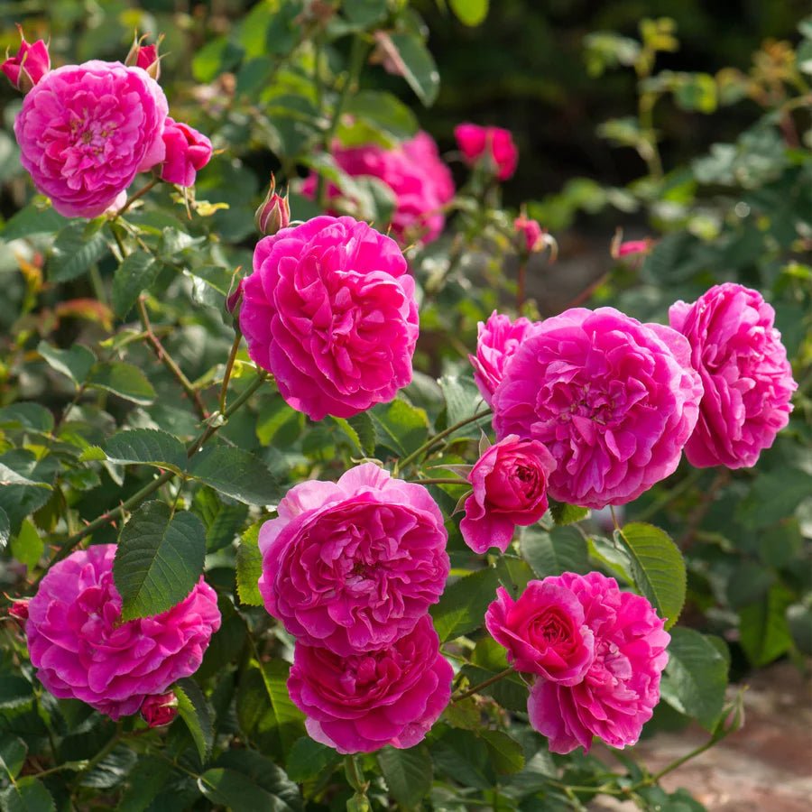 Grote trossen diep rozerode bloemen met een klassiek geknoopt hart, bossige groei en rijke bloei tot aan de vorst.