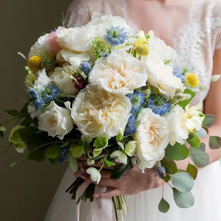 David Austin Eugenie (12 pieces)