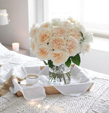 David Austin Eugenie (12 pieces)