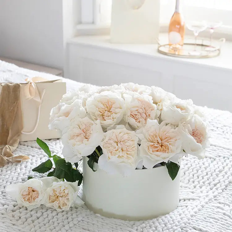 David Austin Eugenie (12 pieces)