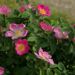 Gallica Complicata