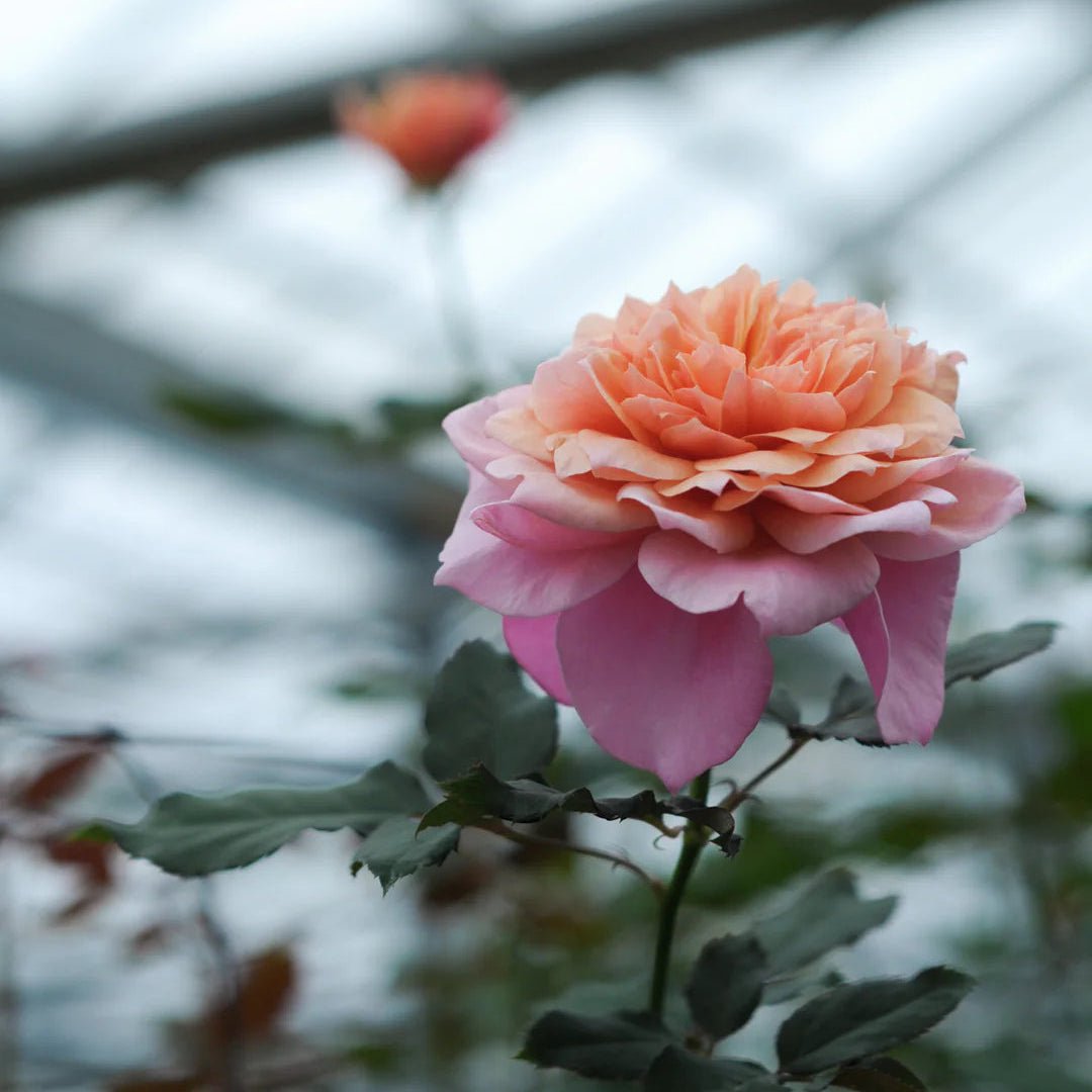 Japanse roos Miyabi (Wabara) - Belle Epoque