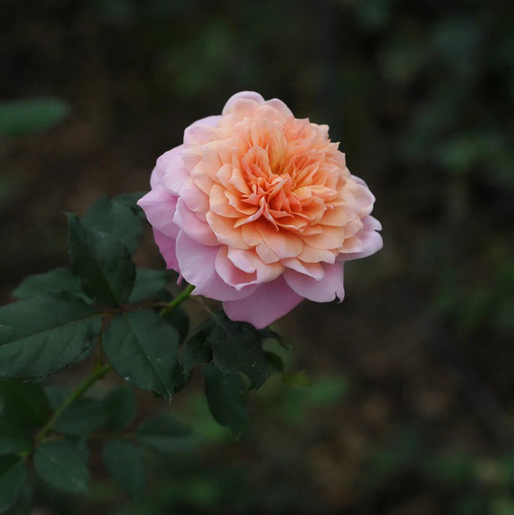 Japanse roos Miyabi (Wabara) - Belle Epoque