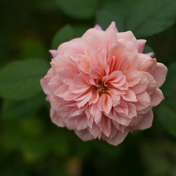 Japanse roos Miyabi (Wabara) - Belle Epoque