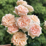 Japanse roos Princess Maya (Nachtelijke regen) - Belle Epoque