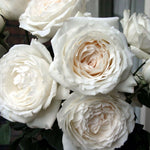 Japanse roos Princess Miyuki (Eerste sneeuw) - Belle Epoque