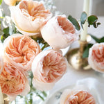 David Austin Juliet