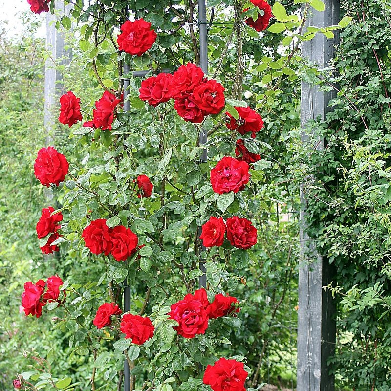 Santana (XL Climbing Roses)