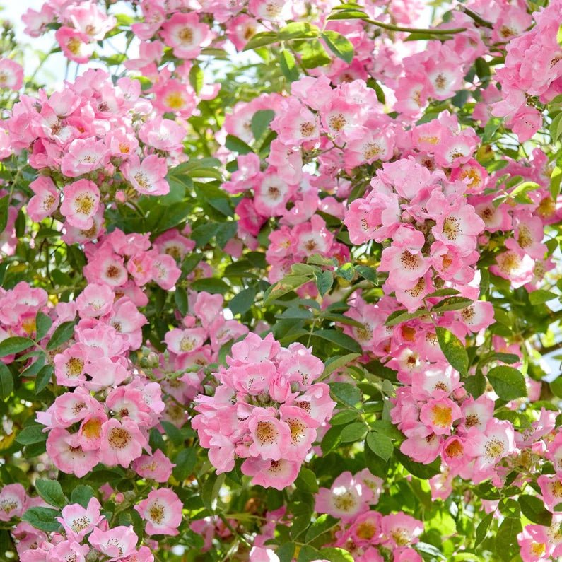 Kew Rambler - Belle Epoque