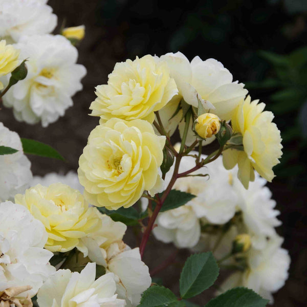 Lemon Siluetta