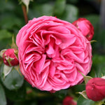 Leonardo da Vinci (standard rose)