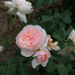 Natural Aroma