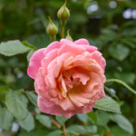 Peach Melba® (NEW 2027)