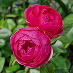 Pomponella