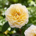 Japanese rose Princess Lieve