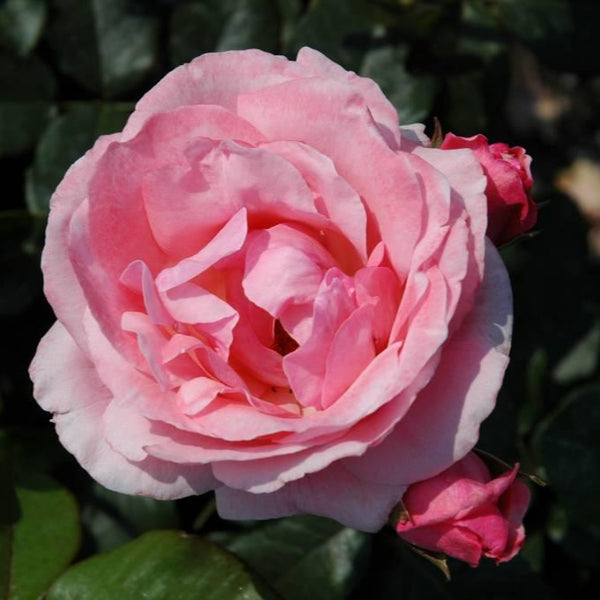 Queen Elizabeth
