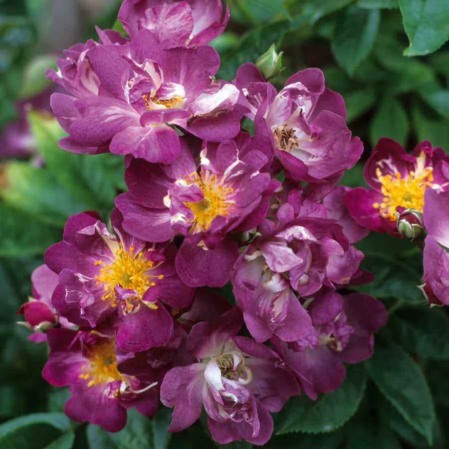Trossen violet-paarse bloemen met goudgele meeldraden, op een krachtige rambler.