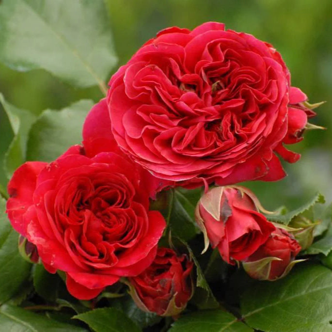 Red Leonardo da Vinci