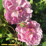 Romantic Siluetta