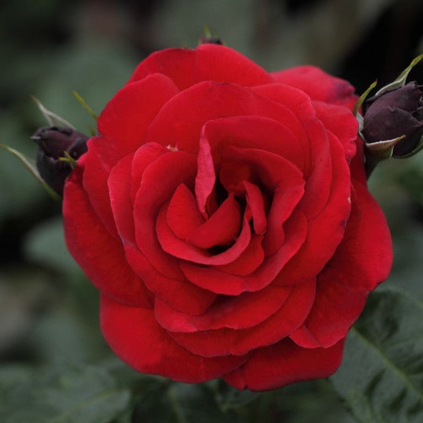 Santana (XL Climbing Roses)