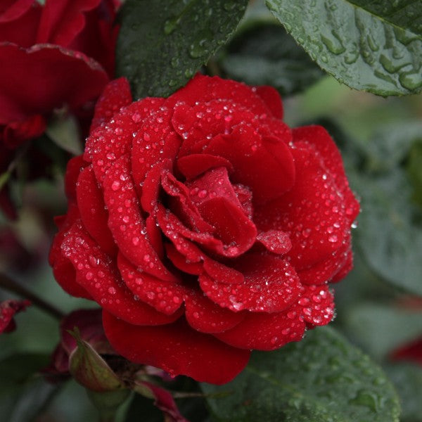 Santana (XL Climbing Roses)