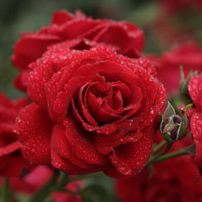 Santana (XL Climbing Roses)