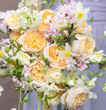 David Austin Beatrice (12 pieces)